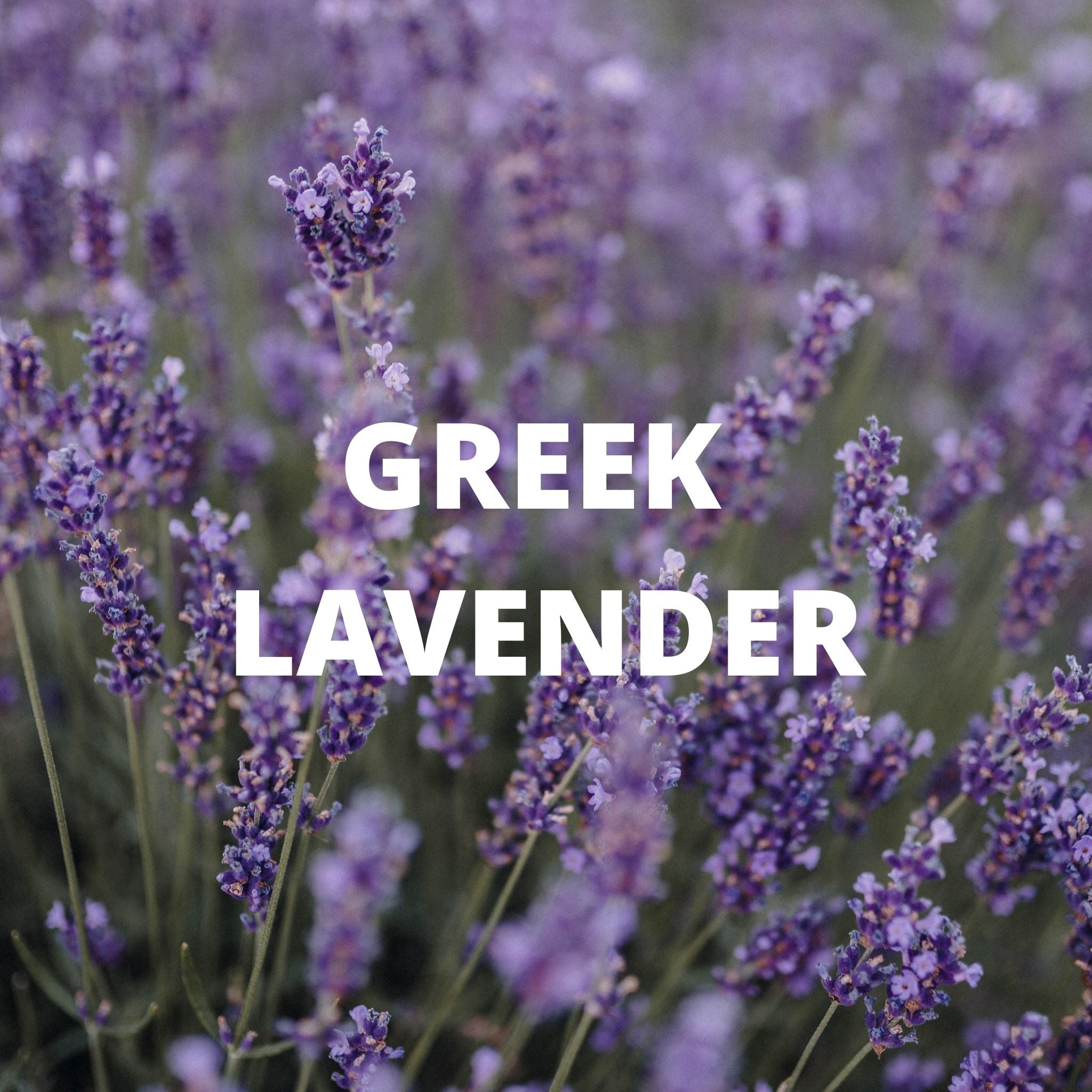 Organic Calm Tea (Greek Lavender, Chamomile and Lemon Balm)