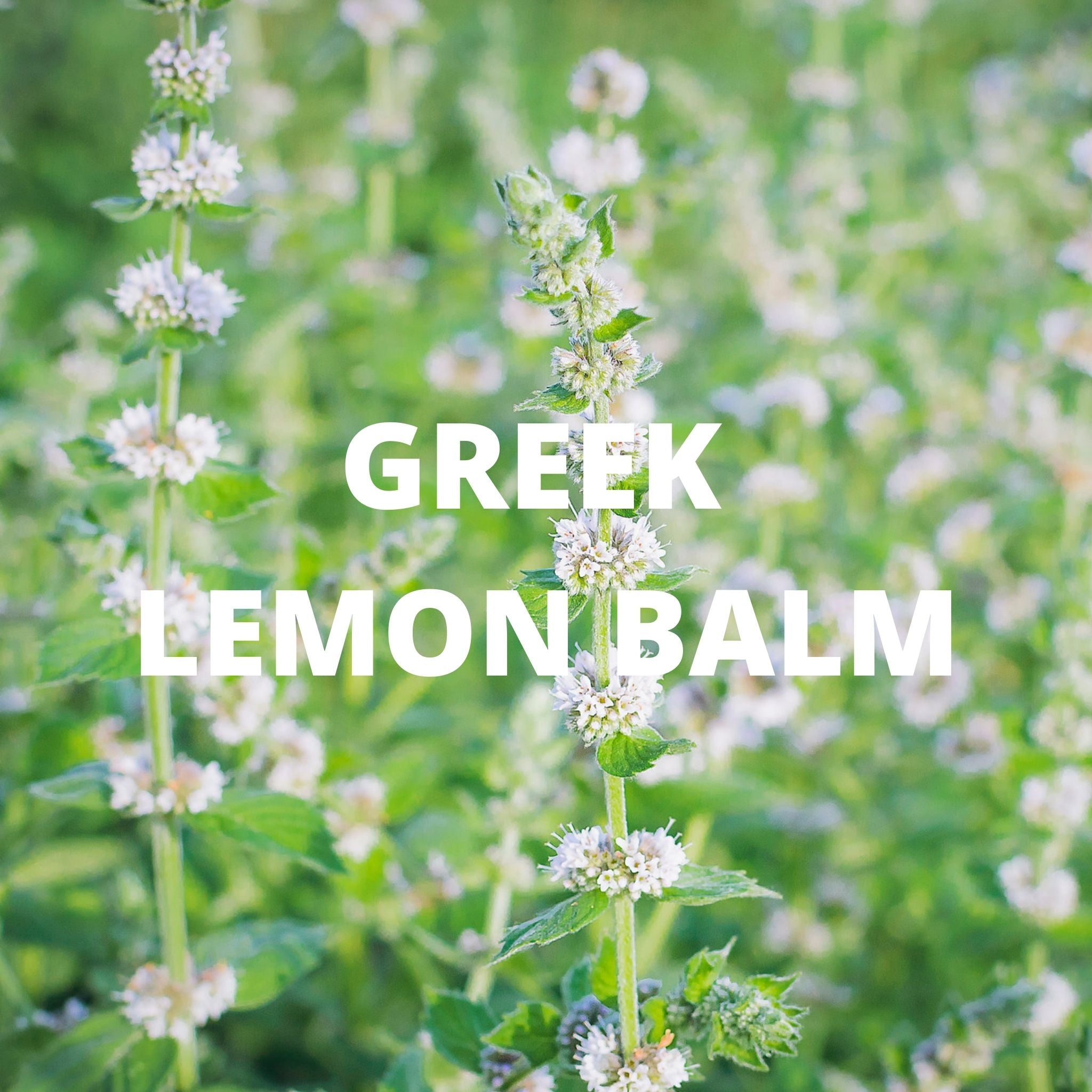 Organic Calm Tea (Greek Lavender, Chamomile and Lemon Balm)
